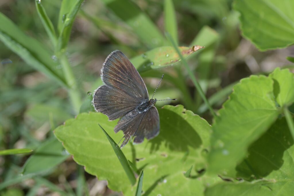 生きる　　DSC_2584