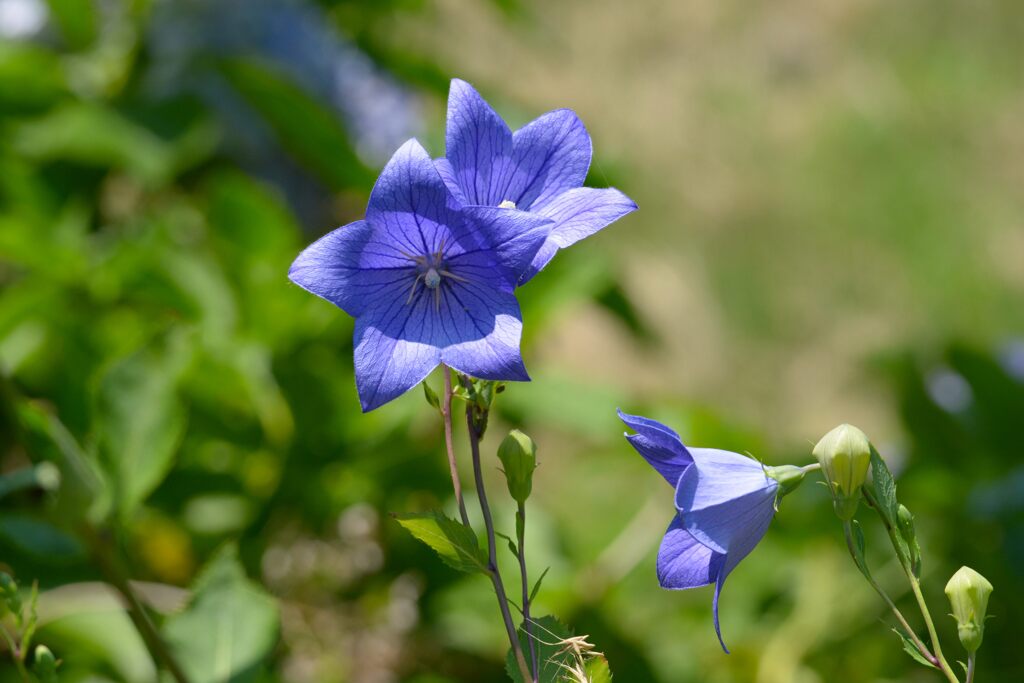 桔梗　　DSC_0930