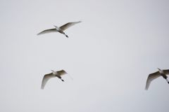 飛翔、朝靄の中に１　　DSC_4857