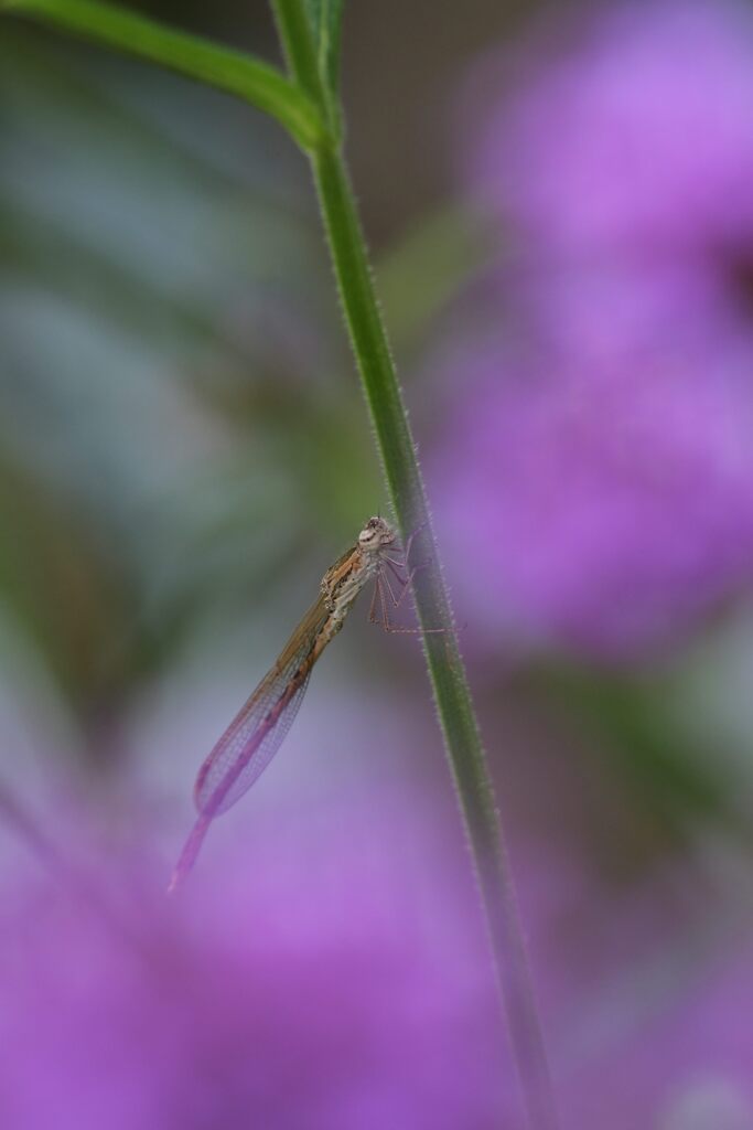 花壇の住人　　DSC_3663