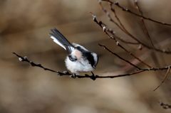 見ててね　　DSC_6595