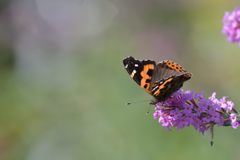 アカタテハのお食事　DSC_1097