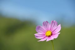 コスモス一輪　DSC_7677