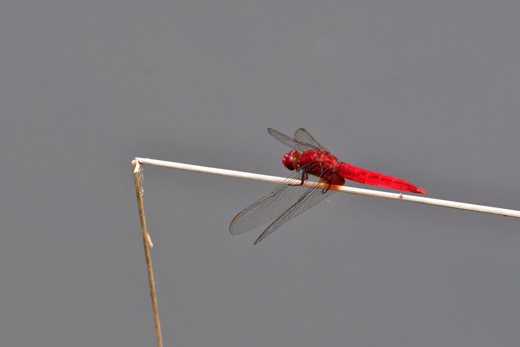 燃える赤　　　DSC_0611