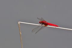 燃える赤　　　DSC_0611