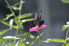 黒い花びら　　DSC_1404