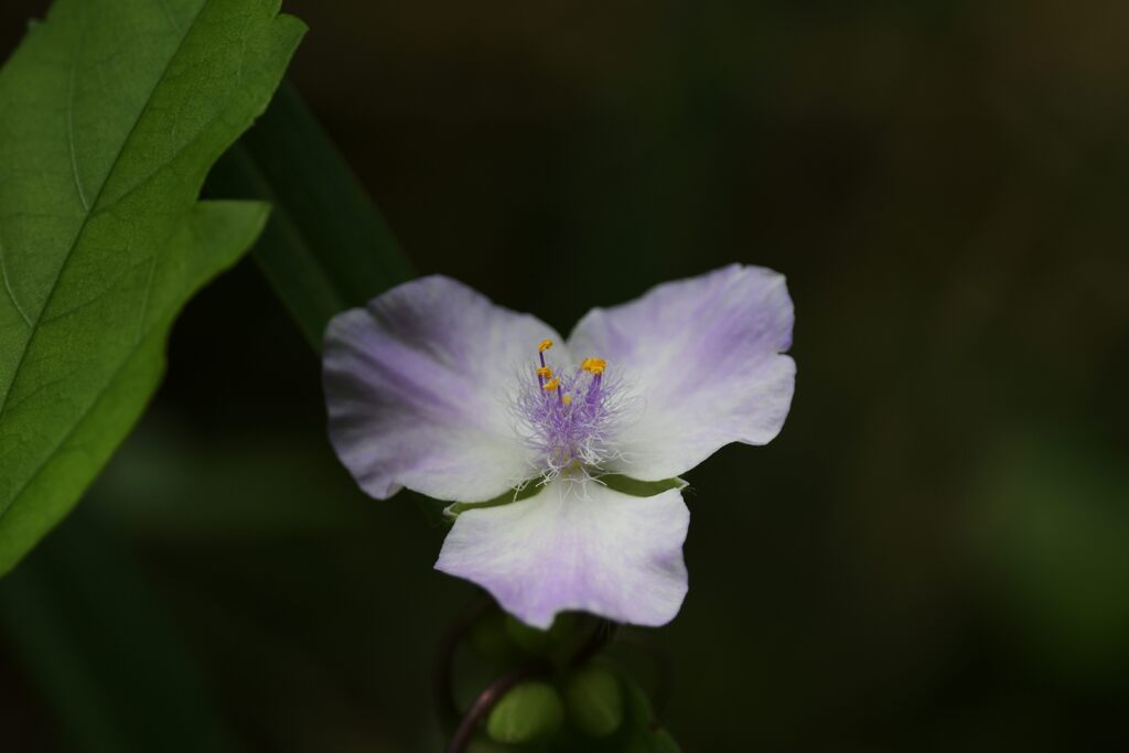 薄紫色　　DSC_2170