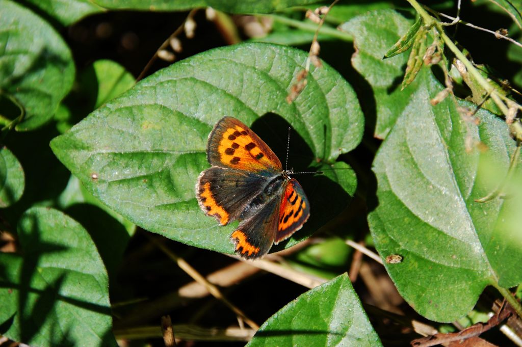 翅休め　　DSC_4419