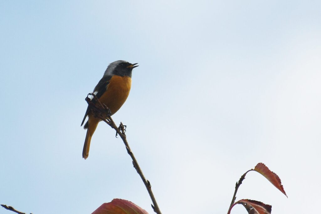 ジョウビタキ　　DSC_3466