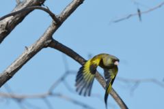 飛び出し　DSC_0562