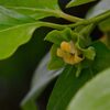 柿の花　　DSC_5544