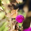 枯れ葉じゃないよ　　　DSC_4105
