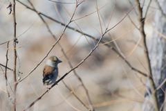 シメ　DSC_3376