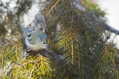 見てくれてありがとう　DSC_7091