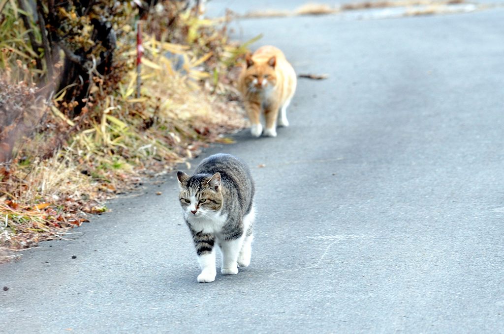 怪しいニャー・・・　DSC_7636