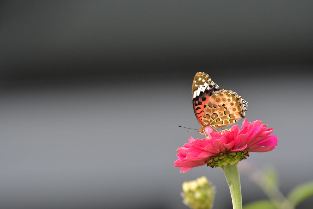 赤いテーブルにて　DSC_0985