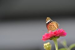 赤いテーブルにて　DSC_0985