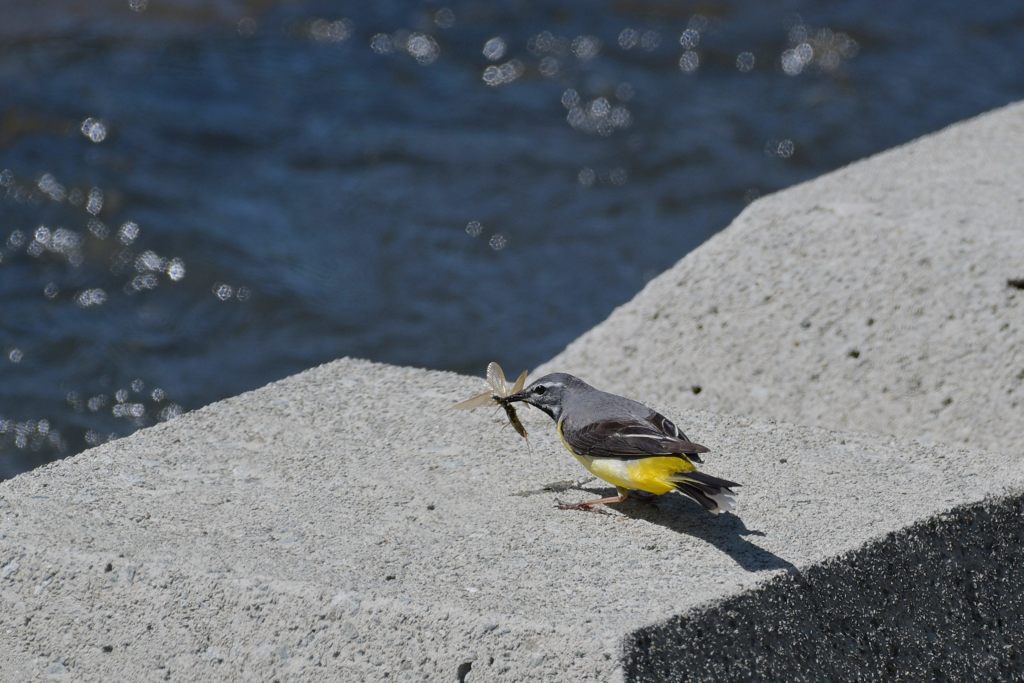 食事中　DSC_2939