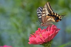 ヒャクニチソウにキアゲハ　２　DSC_7539