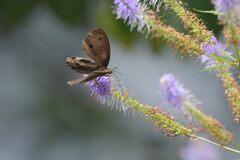 ごゆっくりどうぞ　　DSC_5474