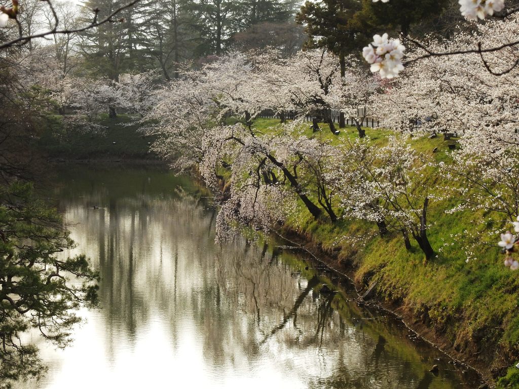 お堀のサクラ　DSCN4820