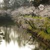 お堀のサクラ　DSCN4820