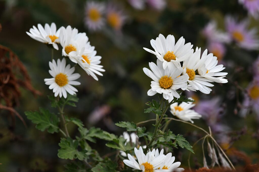 小菊　　DSC_5150