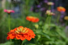 ヒャクニチソウ開花　DSC_2874