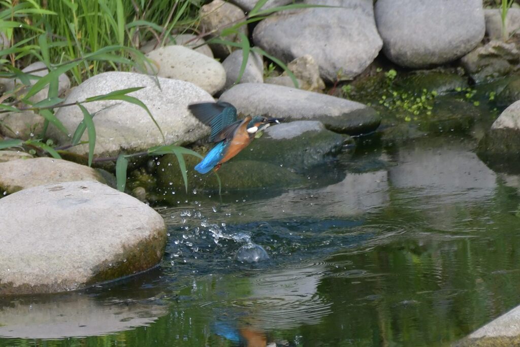 捕ったぞー！　　DSC_6101