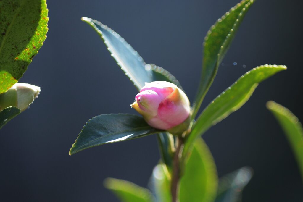 もうすぐ開花　DSC_8101