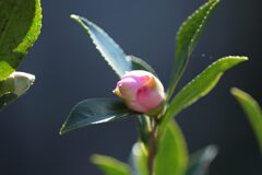 もうすぐ開花　DSC_8101