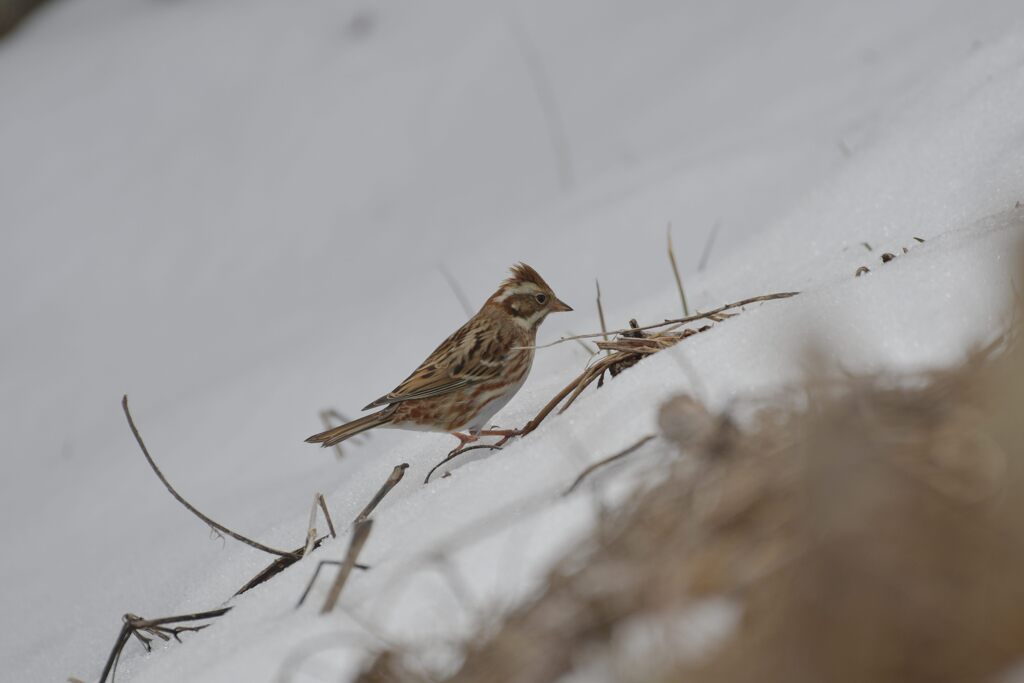 探す　　DSC_7858