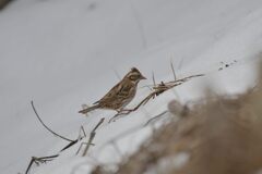 探す　　DSC_7858