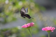花から花へと　　DSC_1414