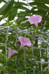 上を向いて　DSC_7323