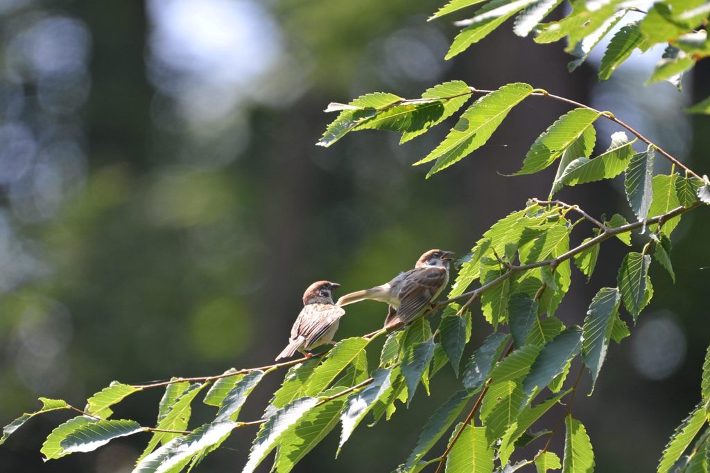 スズメの親子　２  　　DSC_4428