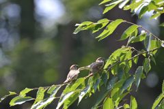 スズメの親子　２  　　DSC_4428