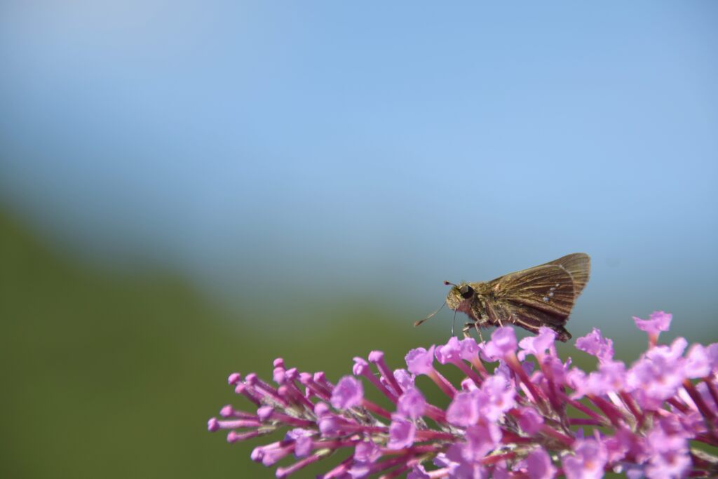 秋空の下で　DSC_7658