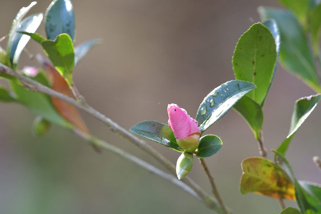 開花の予感　DSC_2345