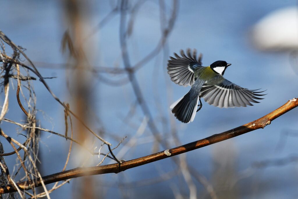 シジュウカラ　２　　　DSC_7432