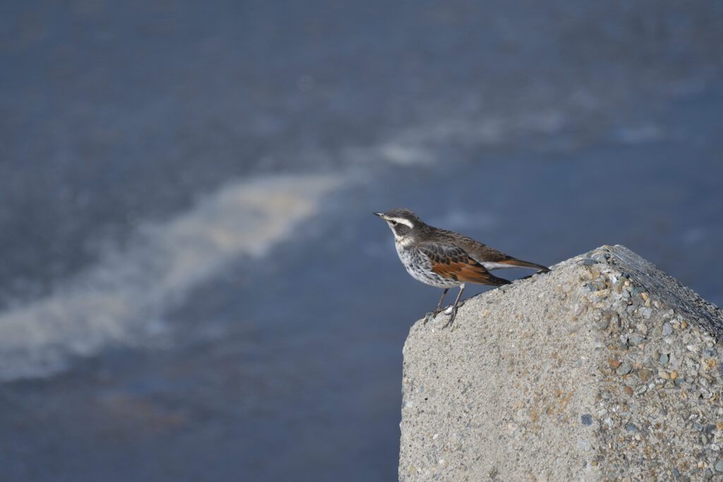 ツグミ　　DSC_6280