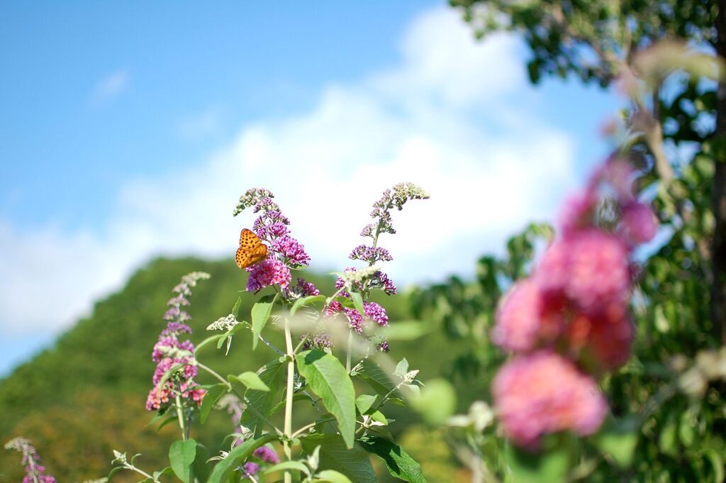 チョウのいる風景　DSC_3685
