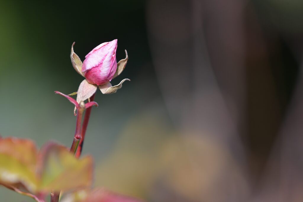 願い叶わず　DSC_5228