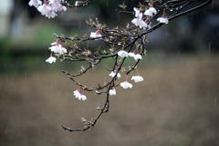 雨桜　　DSC_0971