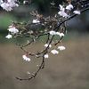 雨桜　　DSC_0971