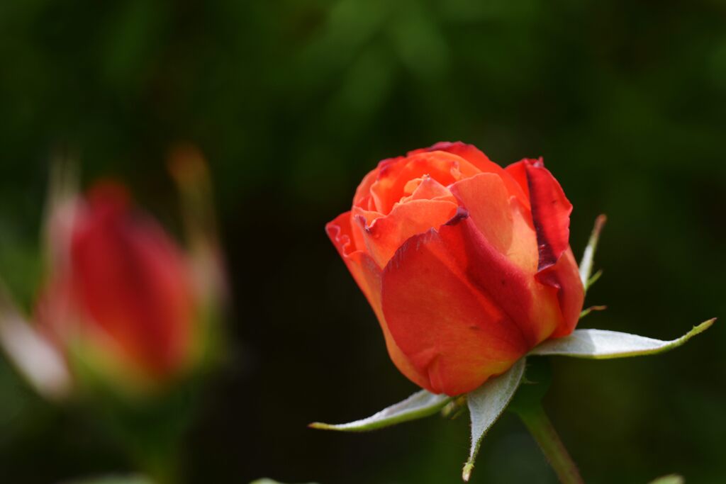 開花直前　　DSC_8711