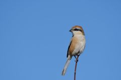 青空モズ　７　DSC_3659