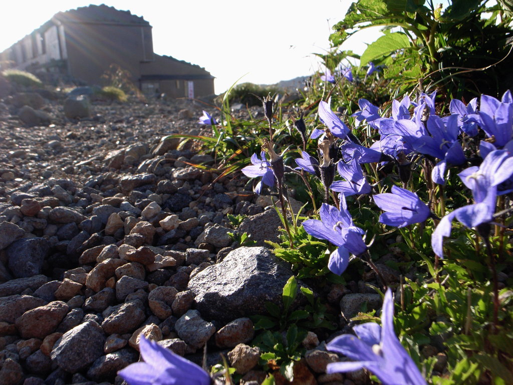 夏の光を浴びて