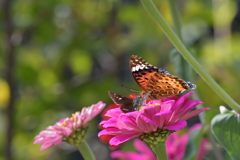 ヒソヒソ・・・、フムフム・・・　DSC_0679