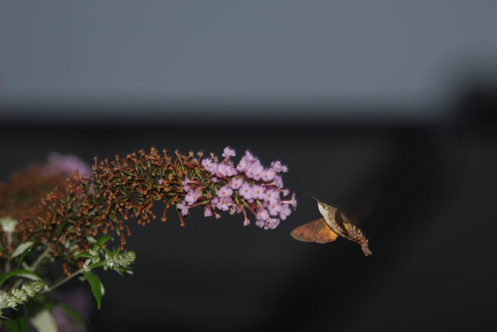 暗くなっても　１　DSC_3956